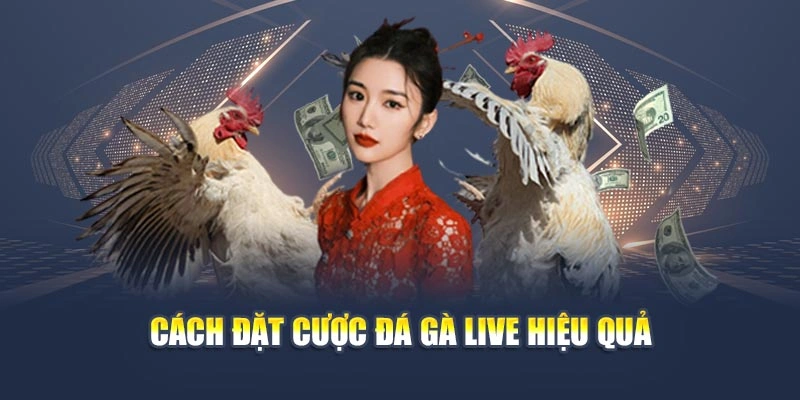 Cách đặt cược đá gà live hiệu quả